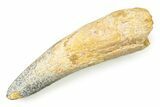 Bargain, Fossil Spinosaurus Tooth - Real Dinosaur Tooth #250956-1